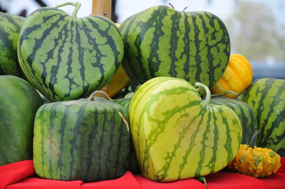 japan Water melon